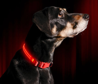 Pet Led Collar - Glow in Dark